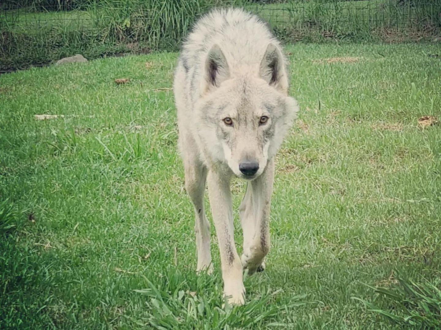 Tsitsikamma Wolf Sanctuary Eco Cabins & Teepees ستورمزريفير المظهر الخارجي الصورة