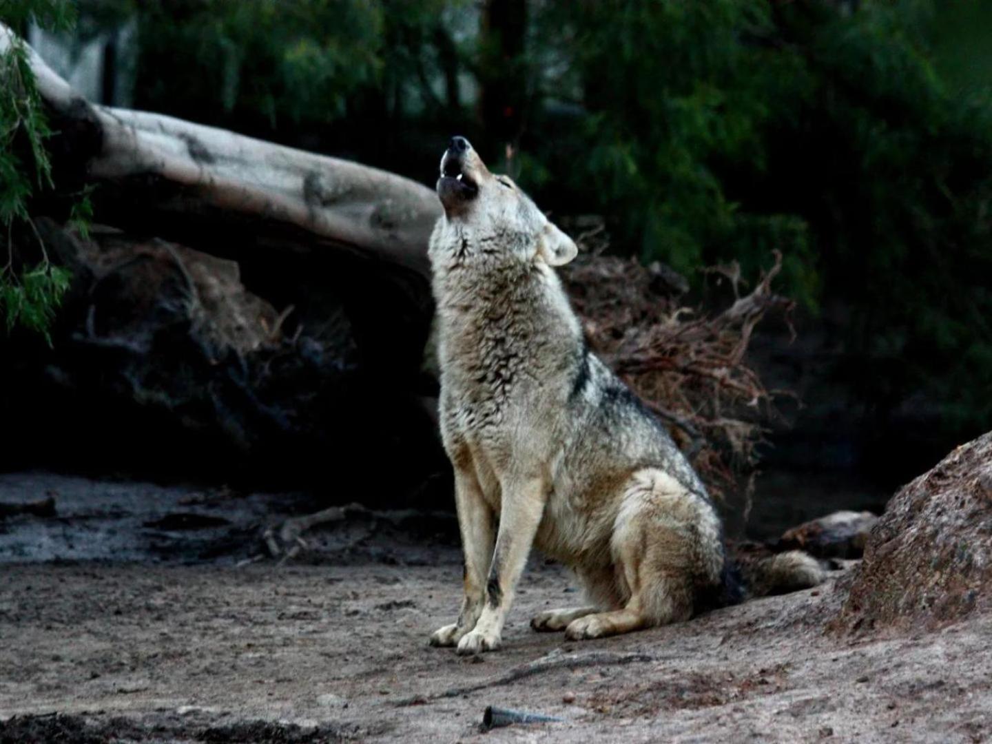 Tsitsikamma Wolf Sanctuary Eco Cabins & Teepees ستورمزريفير المظهر الخارجي الصورة